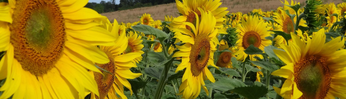 Lotissement du Pré la Saule